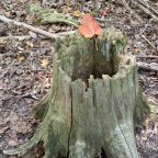 Rouge National Urban Park, Monarch Trail