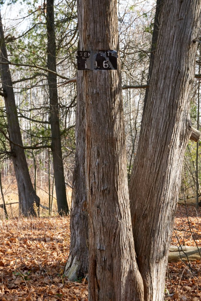 Tent site # 6. Woodland Park