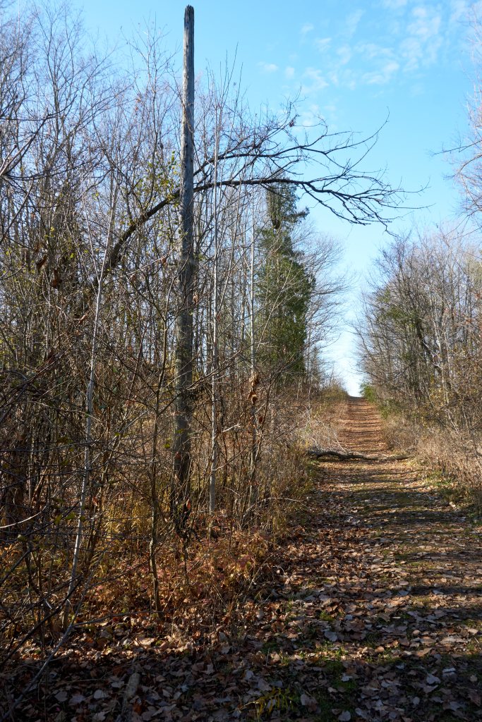 Property surveys identify this overgrown laneway as  Passmore Avenue