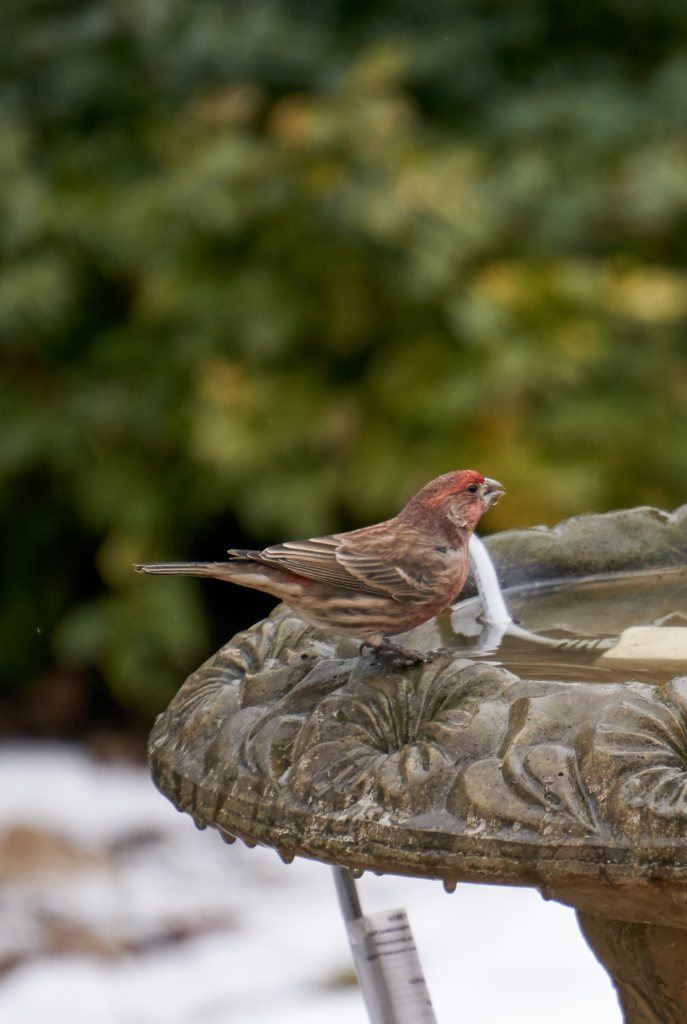 House Sparrow on bird bath
