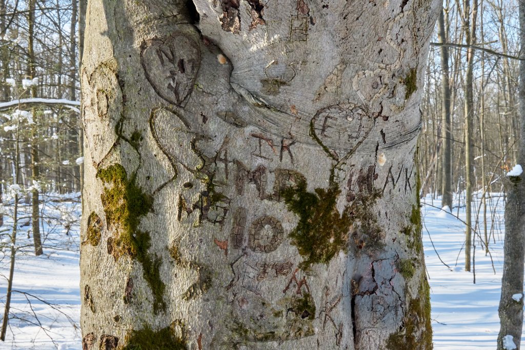 Arborglyphs tree