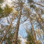 On a Winter Wonderland Trail 