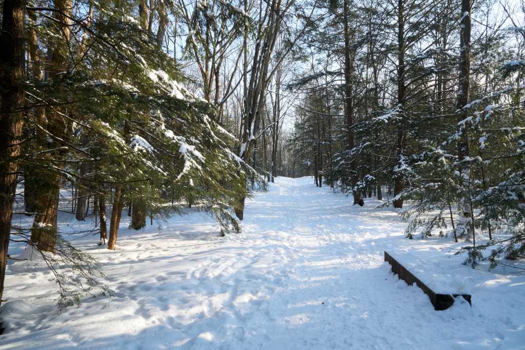 Snow trail through a forest