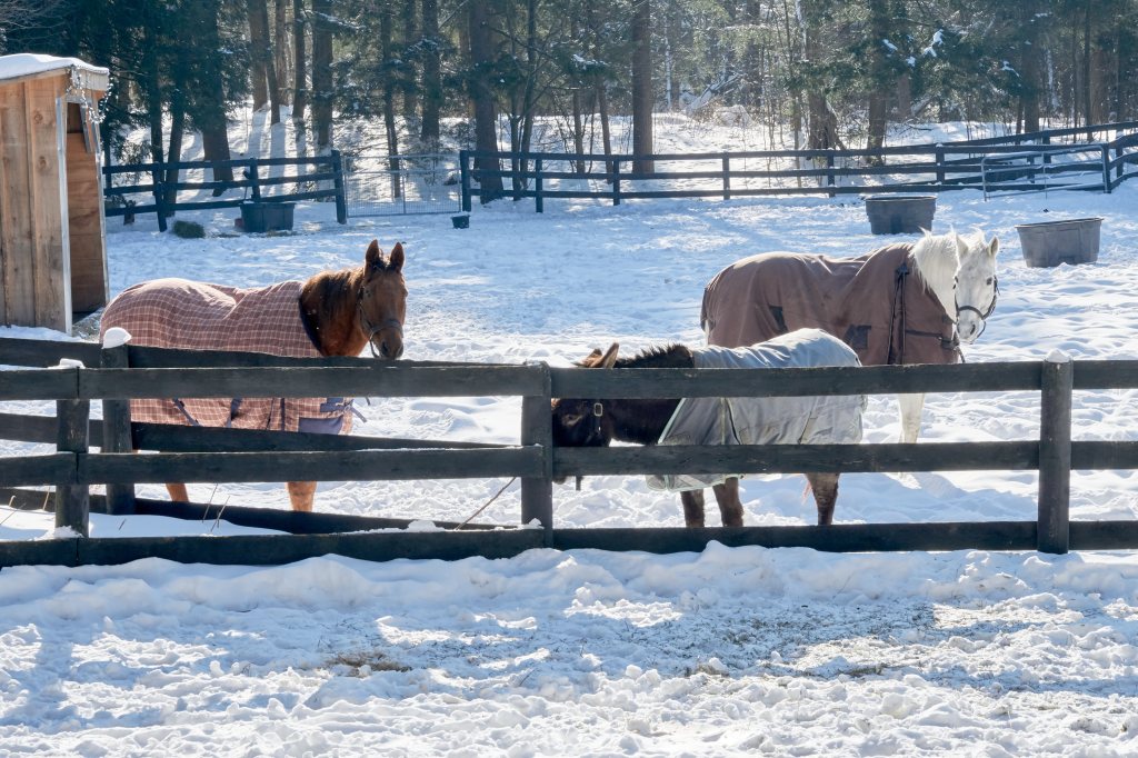 Two horses and a donkey inside a paddock