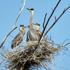 Great Blue Herons